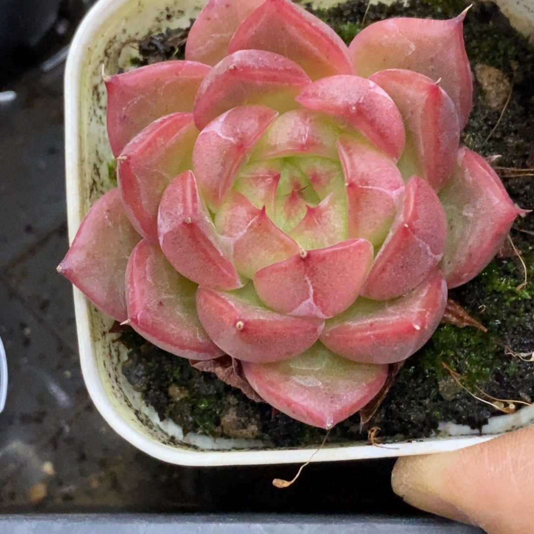 精品多肉一物．．．拍不包整184