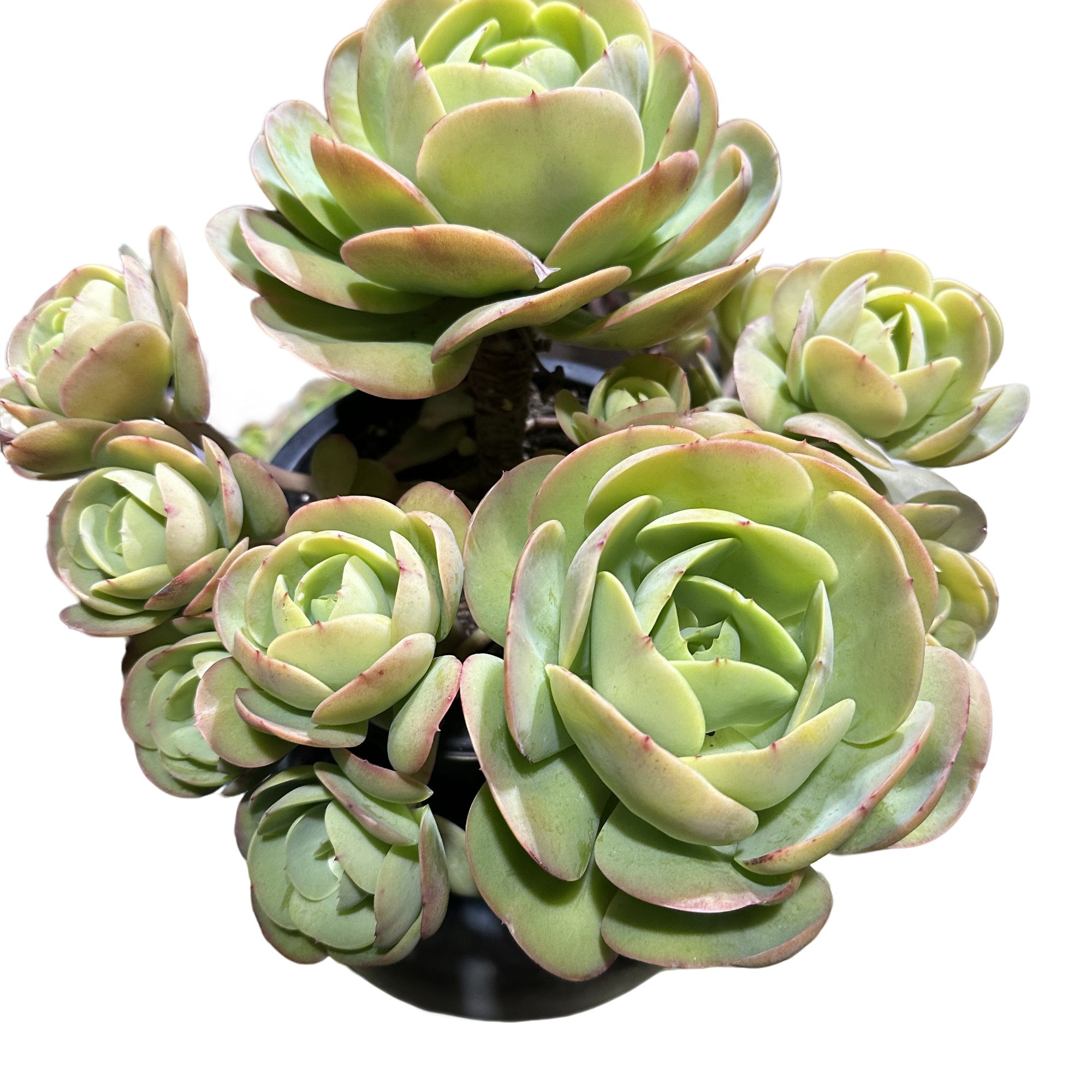 精品多肉植物  鸡蛋碧桃