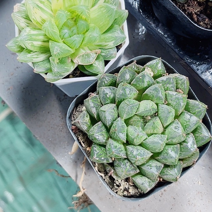 特价处理玉露系列