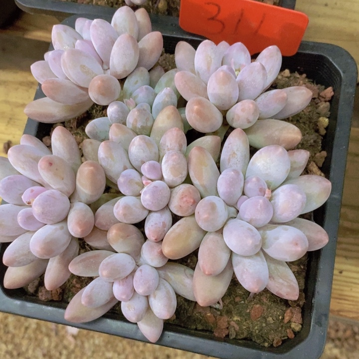 在家干的话把衣服带