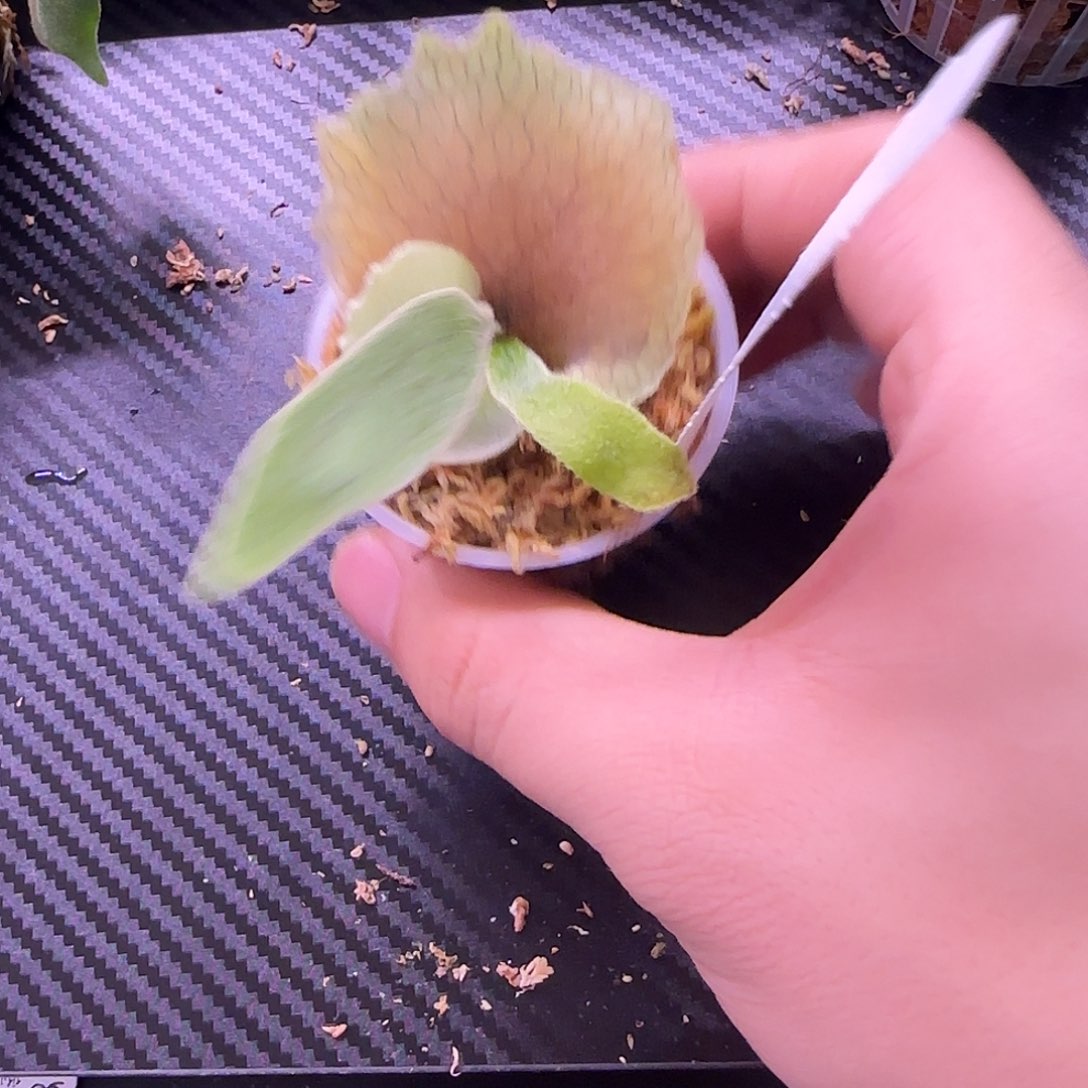 超刺野银T鹿角蕨鹿