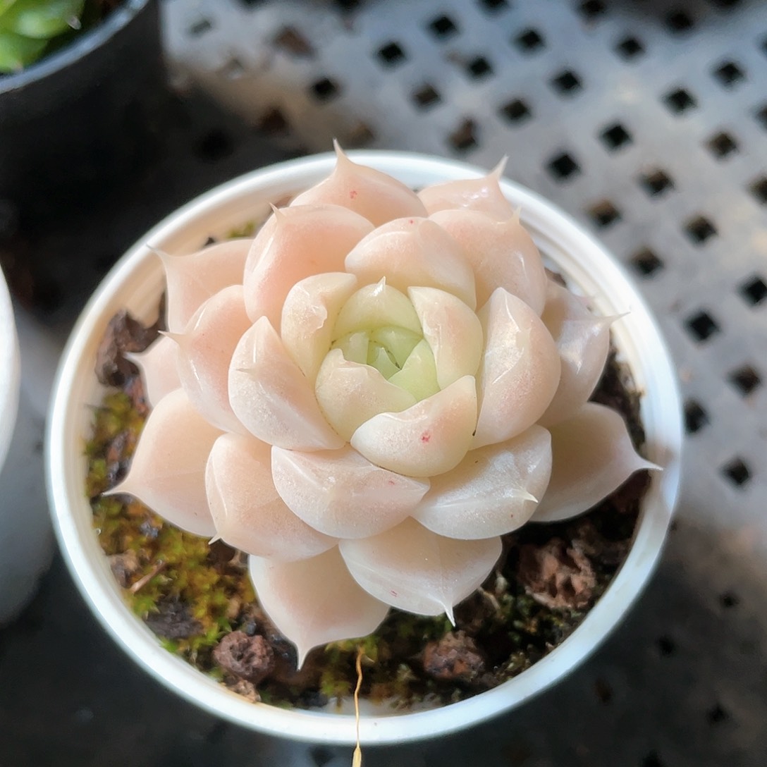 优选麦秆小精品8197