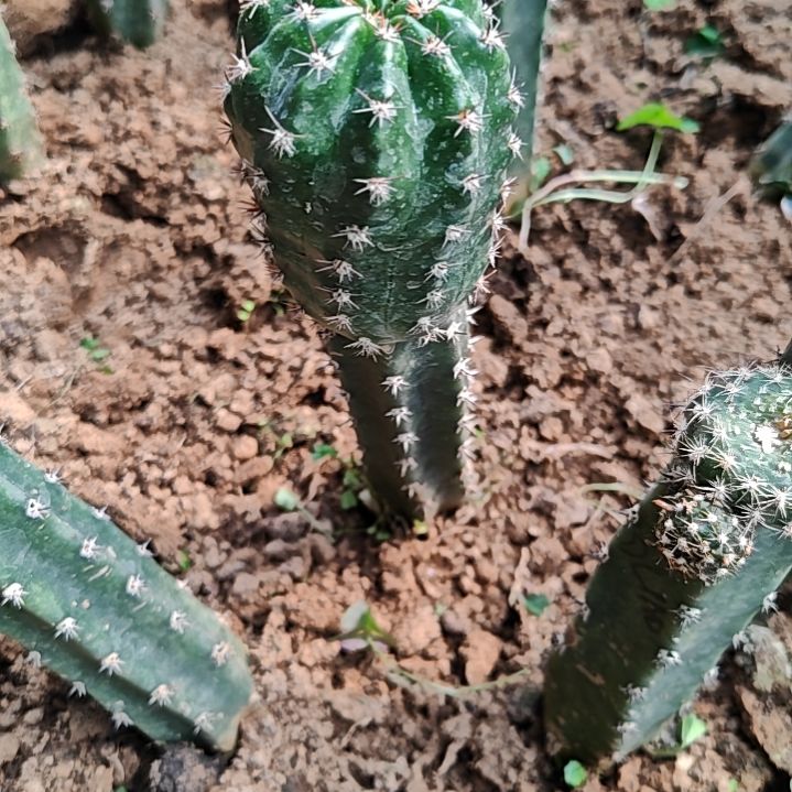 丽花极光秀普嫁接特