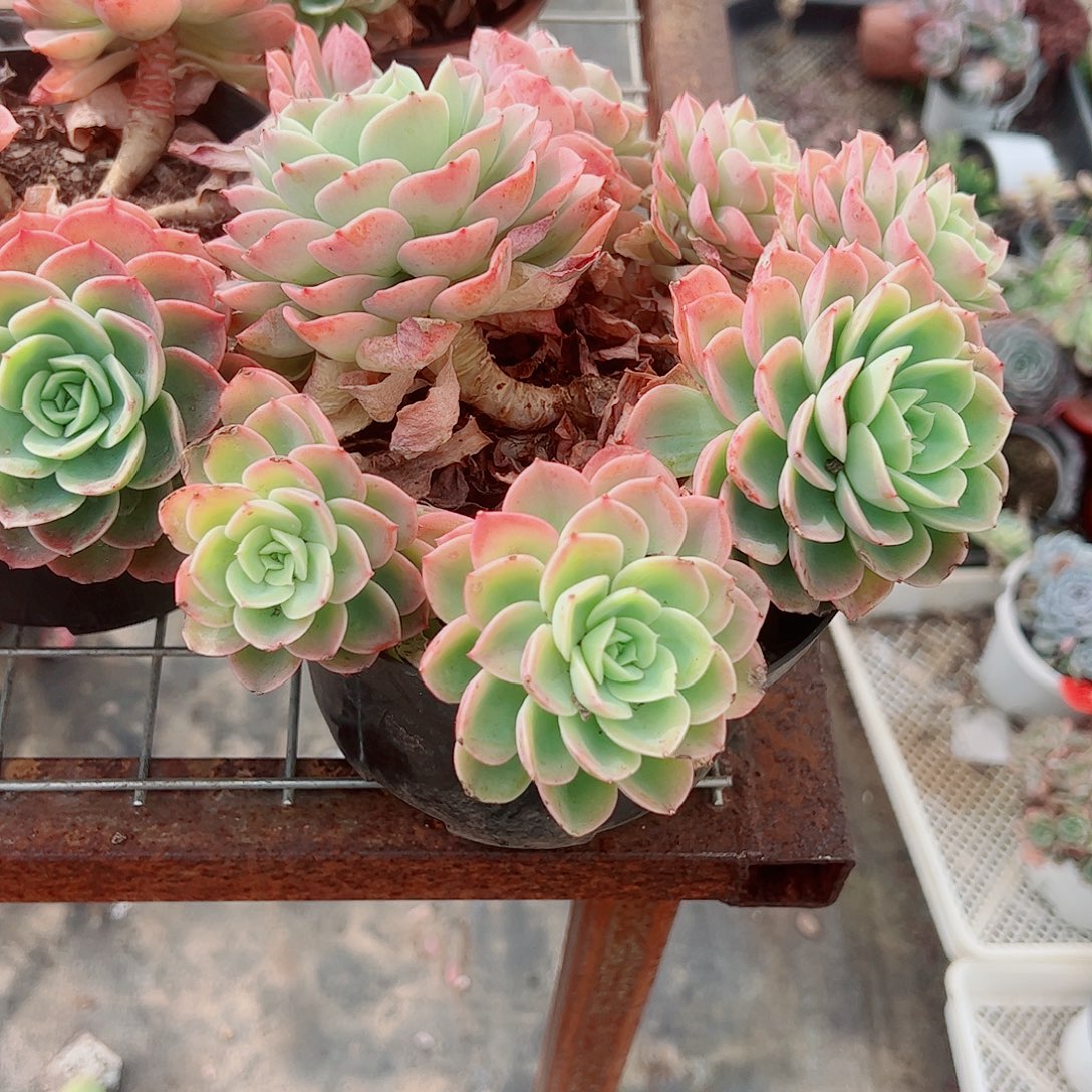 哈密瓜多头群生精品特价精品