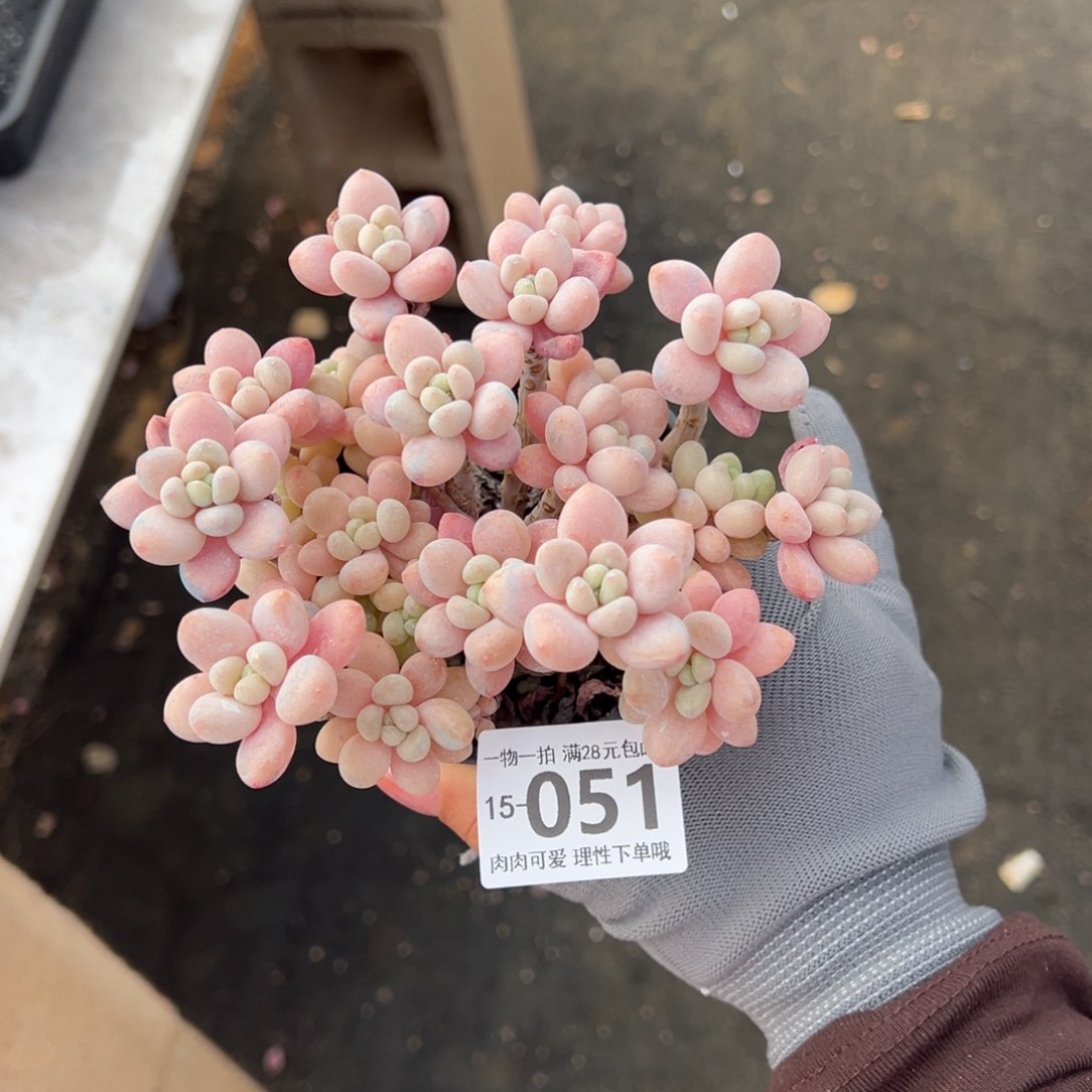 鱼子酱多肉多肉多肉多肉