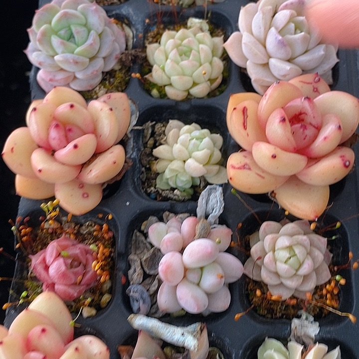 45 多肉植物盆栽花卉植物