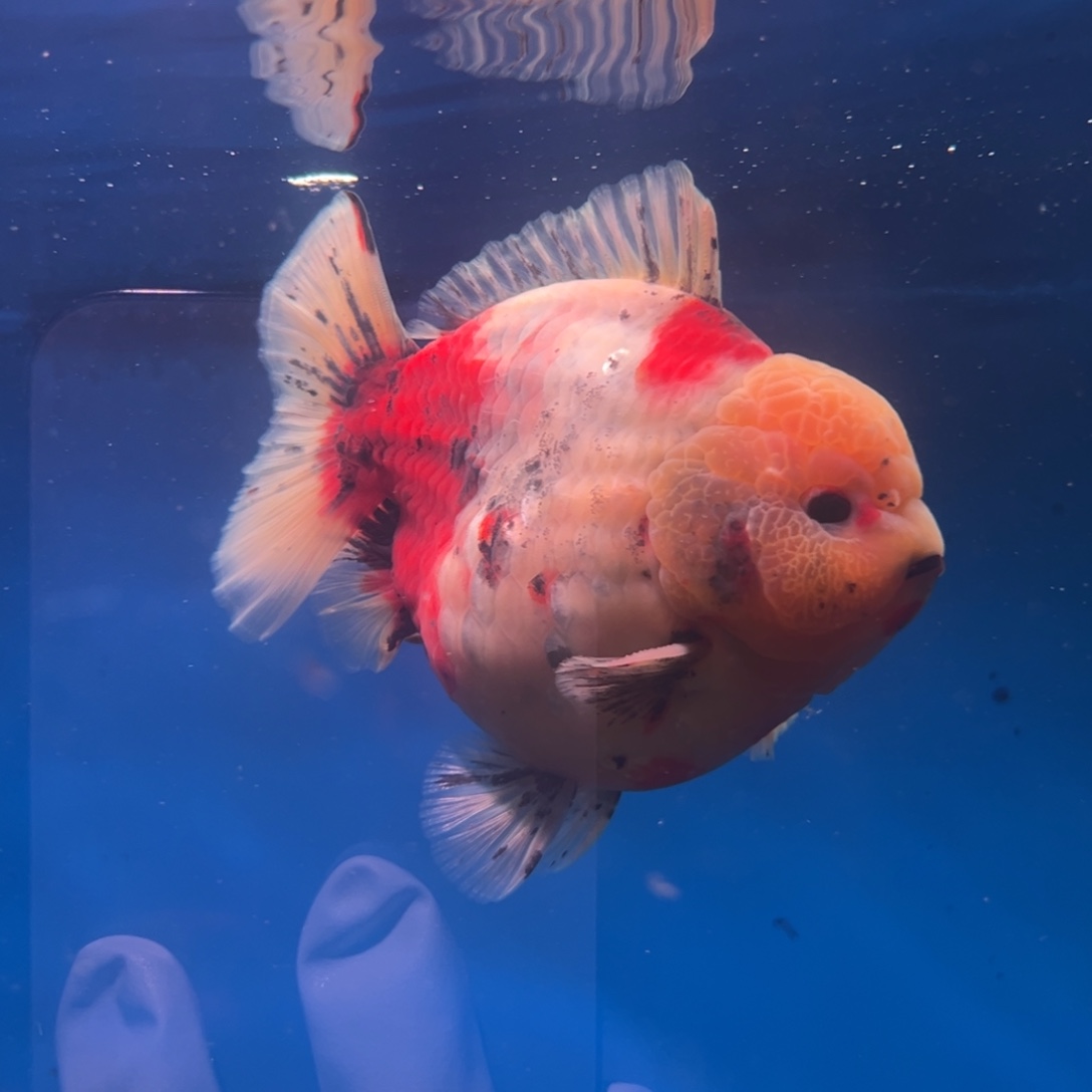 攀***者海水鱼你好意思的嘛是什么情况我