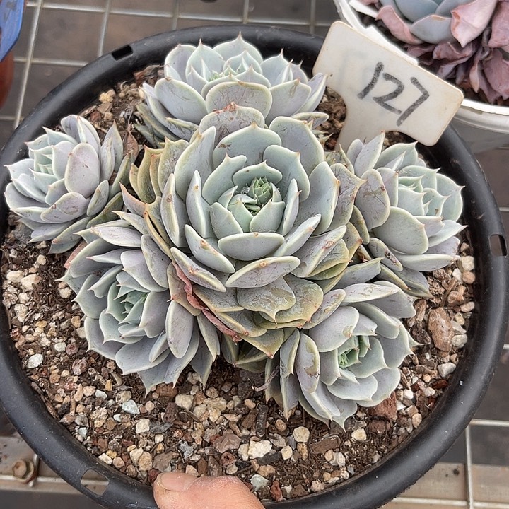 两单包邮，一物一拍127杂交