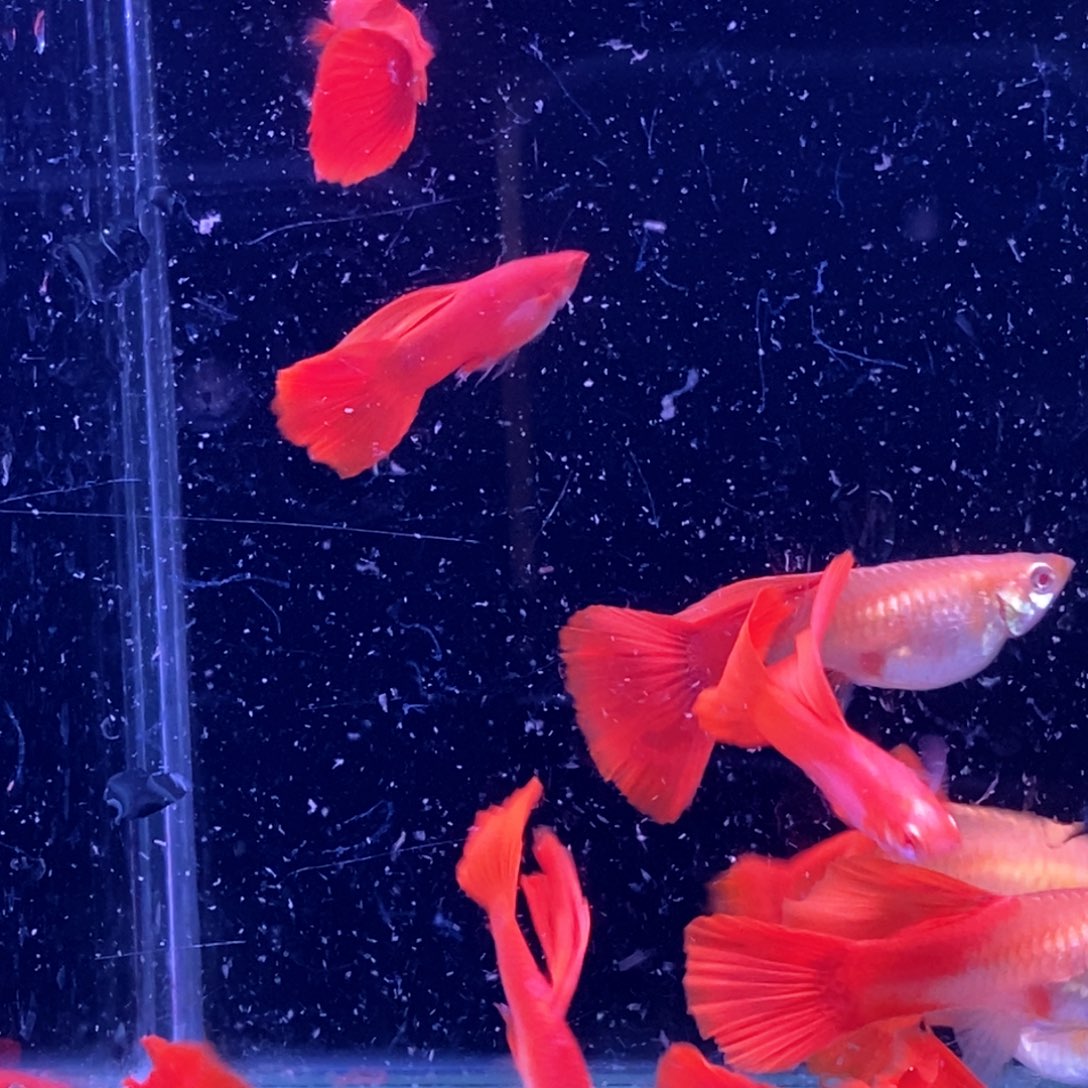 孔雀鱼血红大背5对