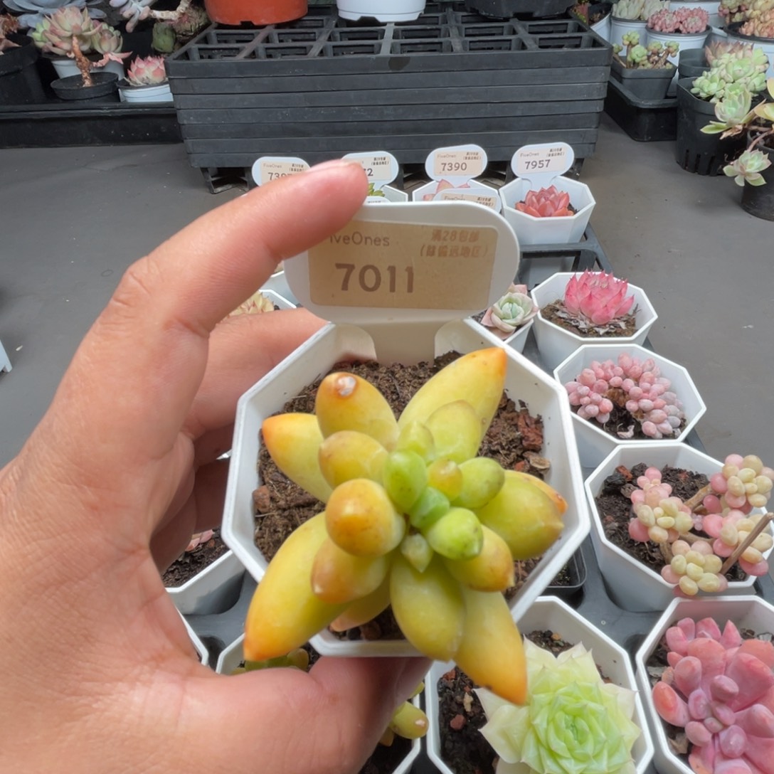 7011黄香蕉4.0厘米