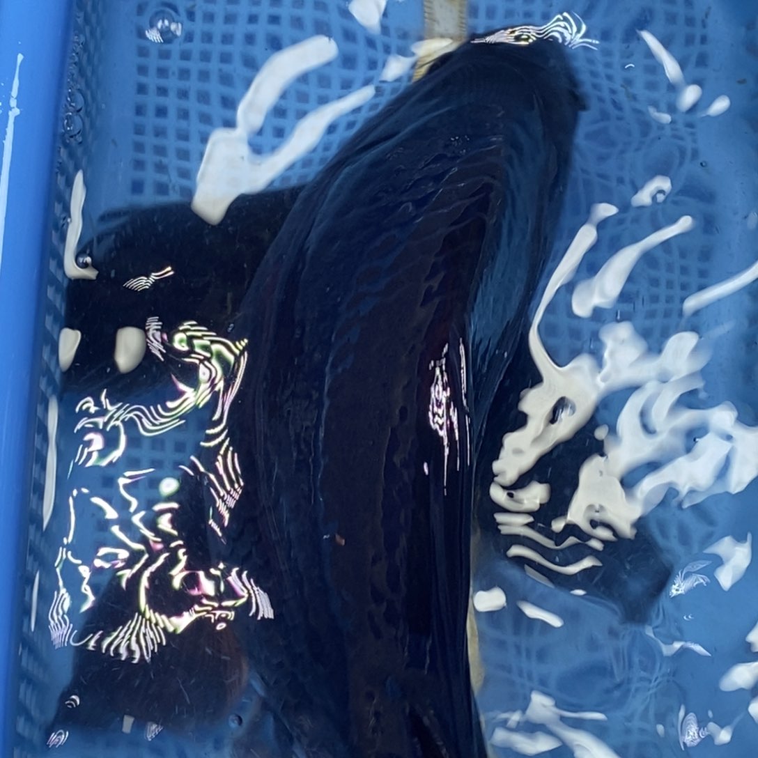 锦鲤冷水锦鲤包邮