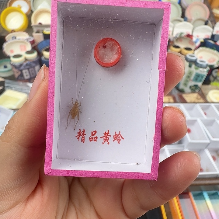 蟋蟀白……中黄一只…………