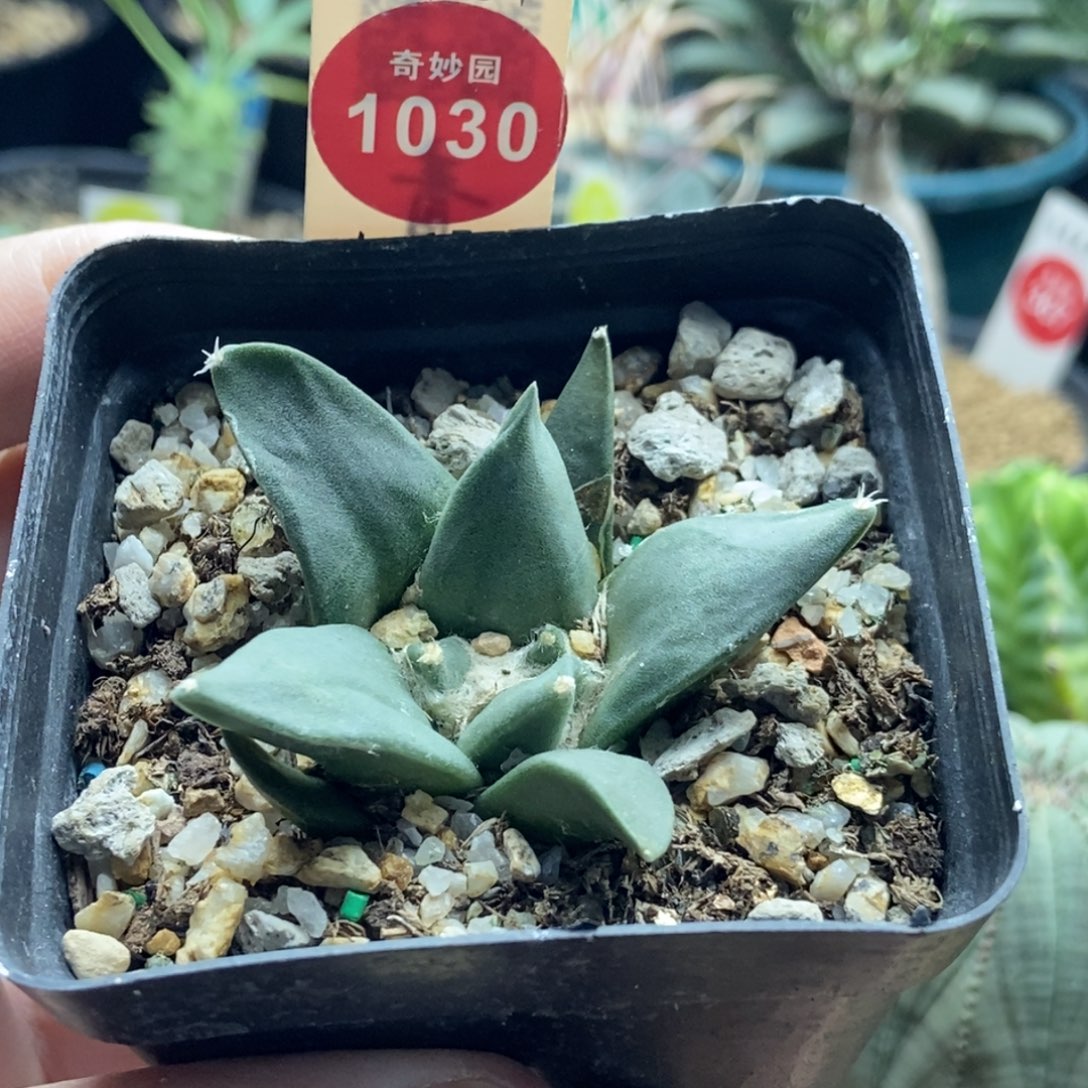 实生牡丹一颗仙人球