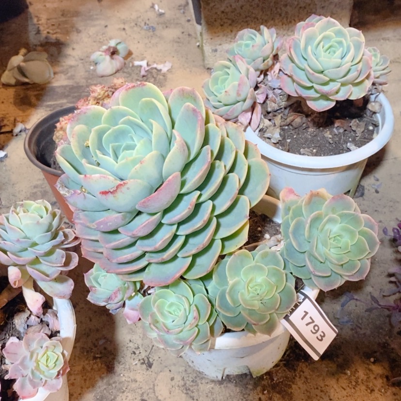 【闪购商品】哈密瓜1793