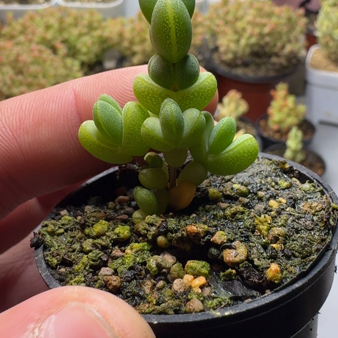 元宝 多肉植物枝干