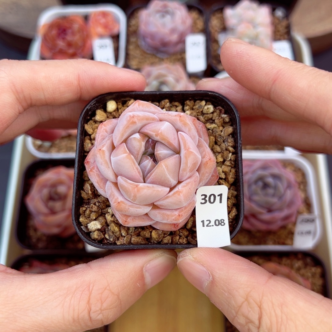 好好看301、哈哈哈哈