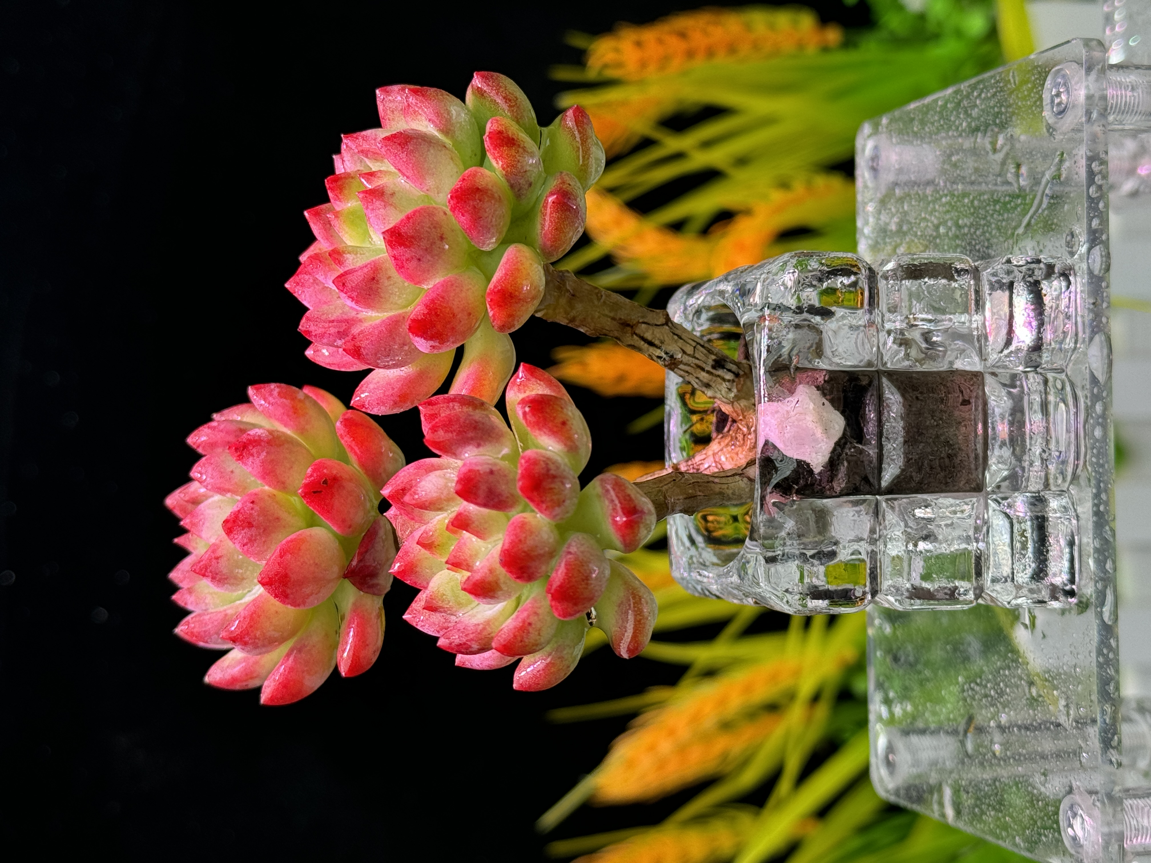 平安果 三头起 （带水晶盆）无土多肉