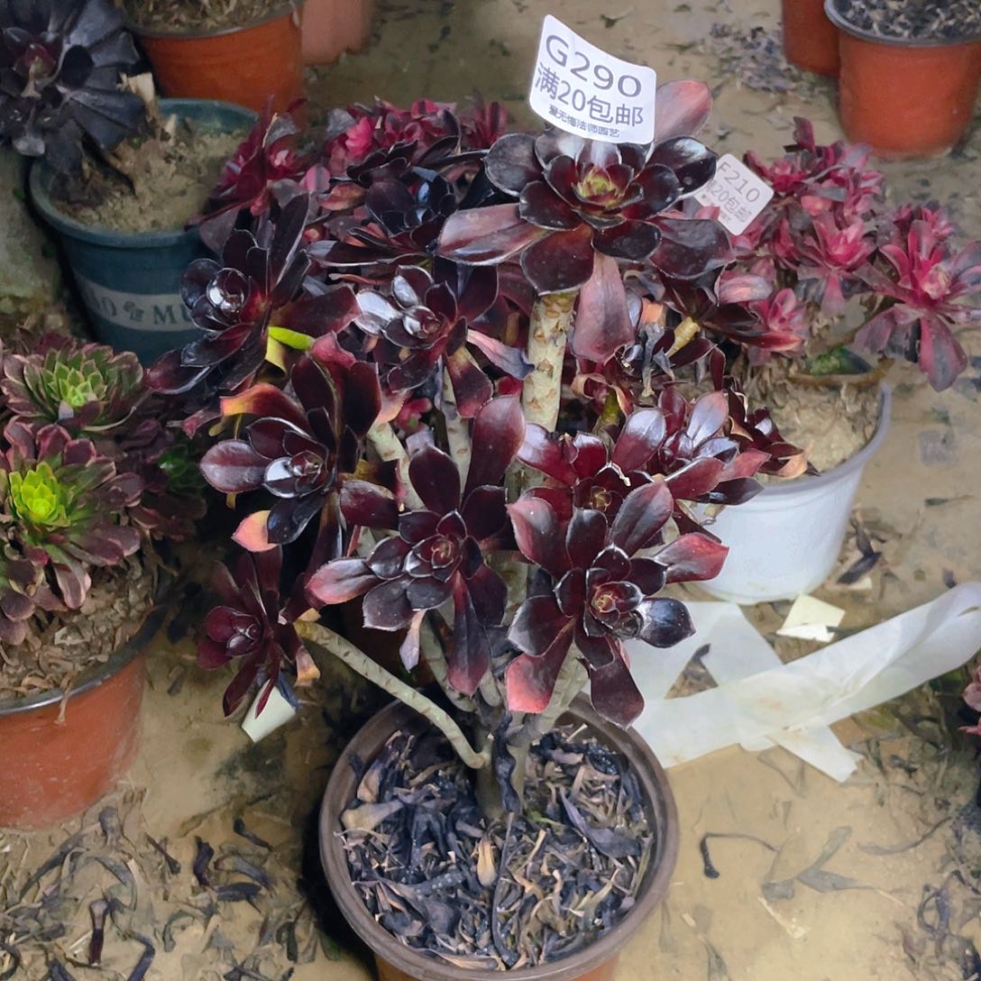 290黑法师多肉小损不包