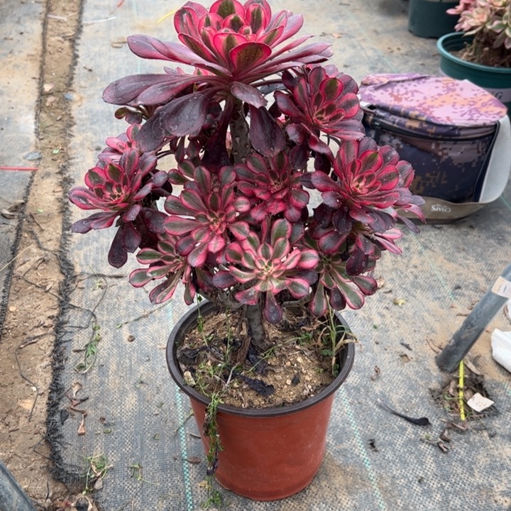 15香多肉多肉多肉多肉