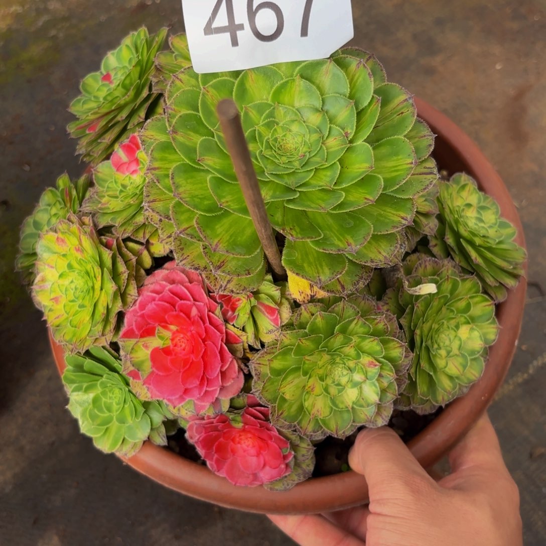 467多肉植物知否特价