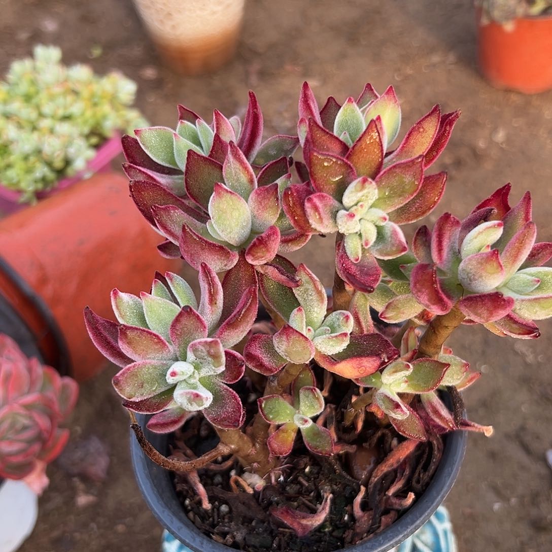 多肉植物锦黄星群