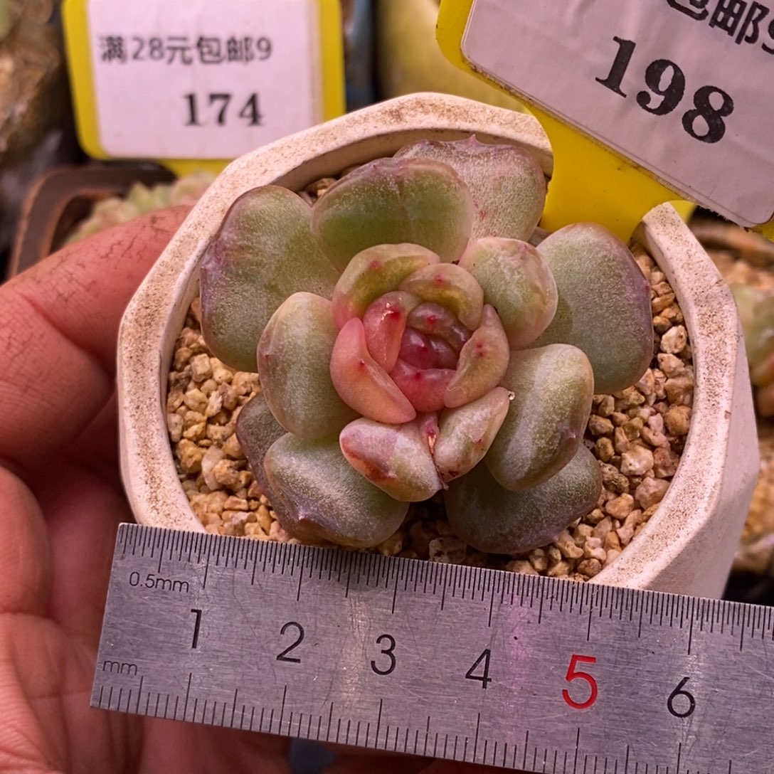 9198红恋锦，鸳鸯锦……