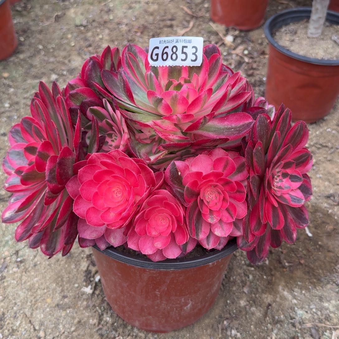 6853荔枝。多肉植物