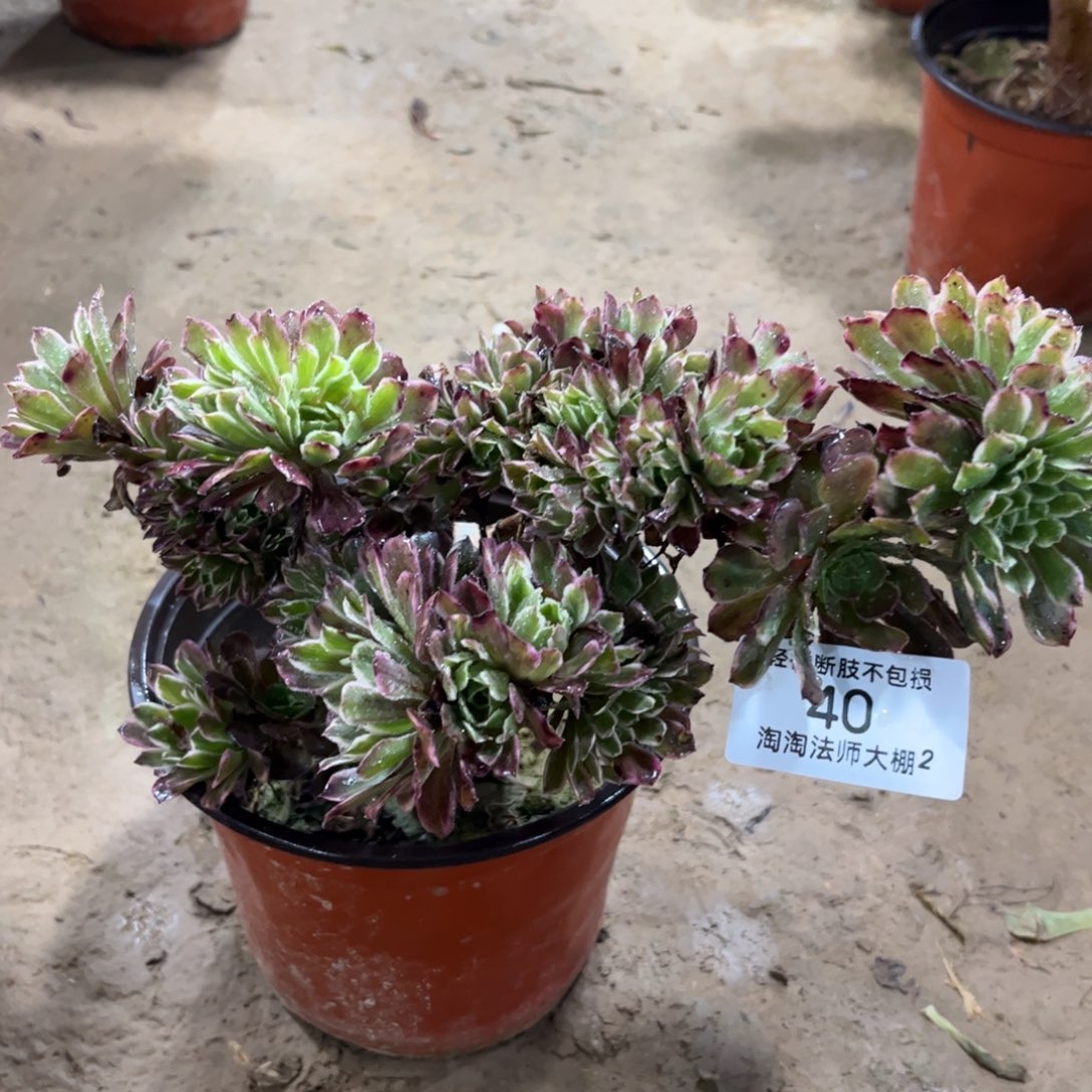 40水墨画缀化多肉植物