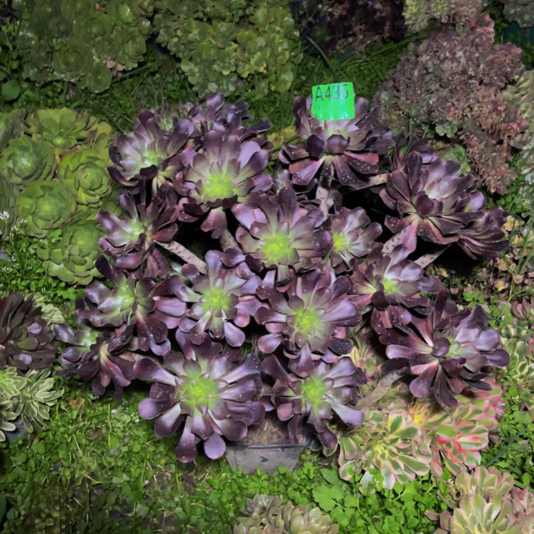 无毒法师朵朵3-5¥¥