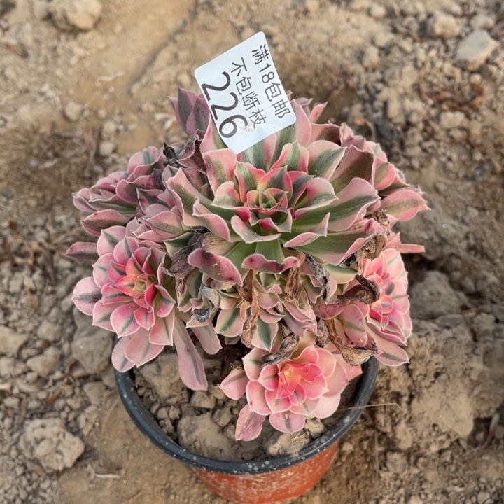 226粉女巫小手捧4号'