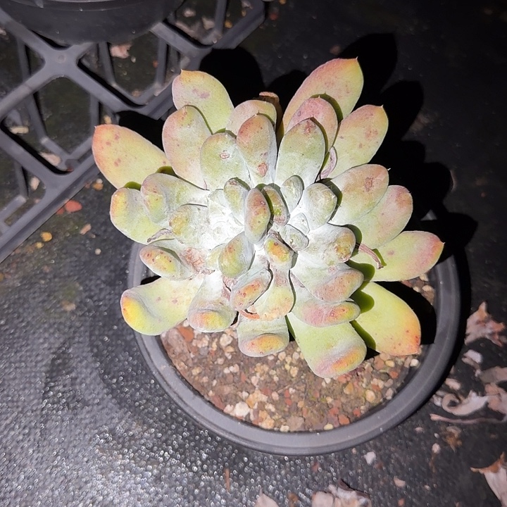 有***享拇指仙女杯多肉植物