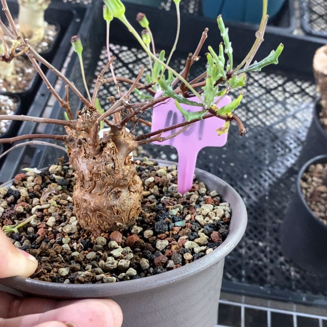 海豚叶后墩菊多肉植物