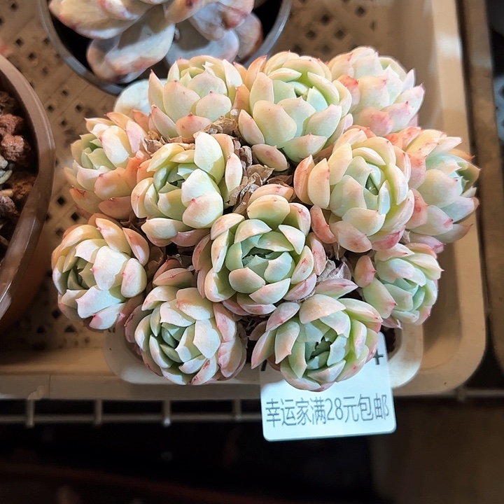 幸运的是我的朋友们