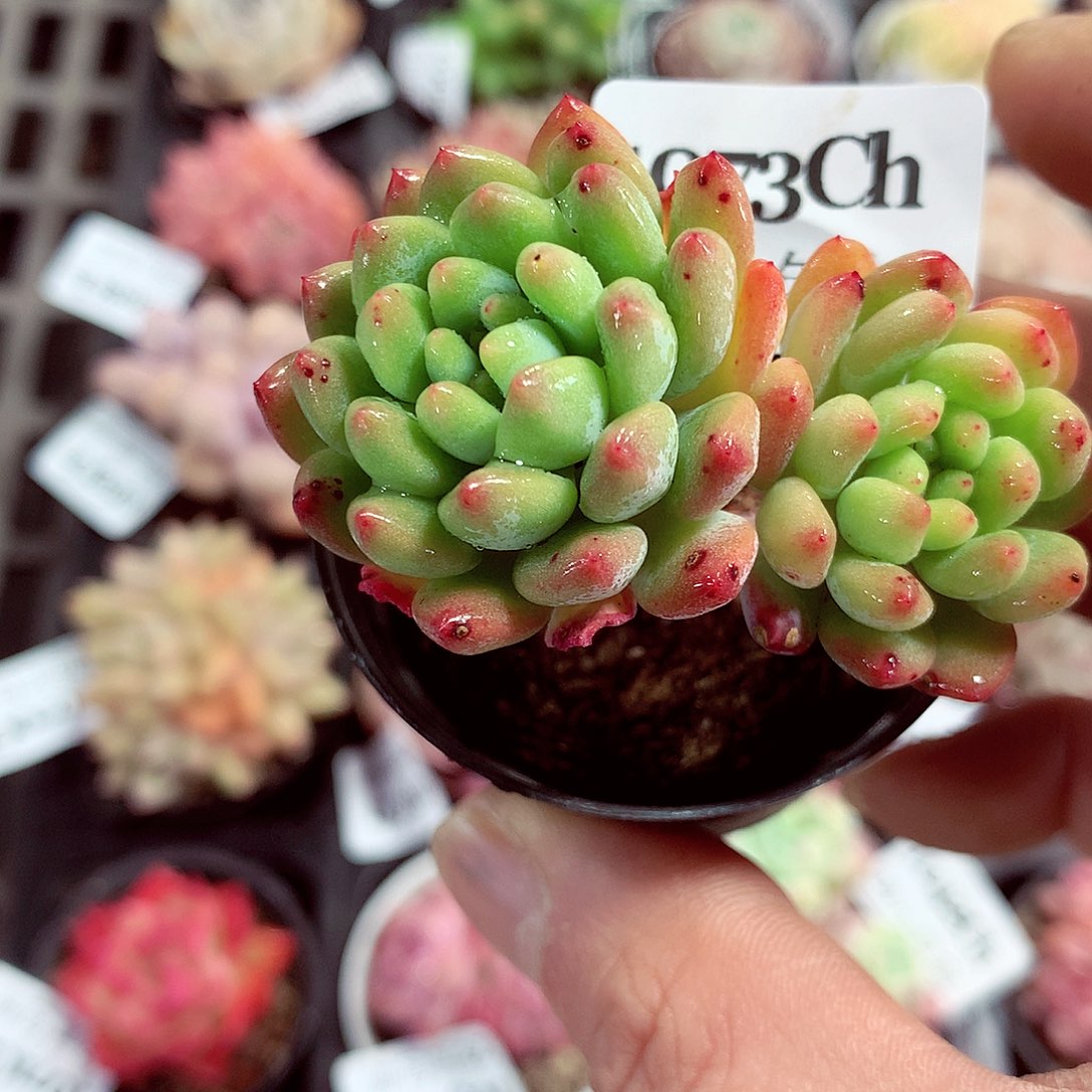 5厘米盆精控多肉1073