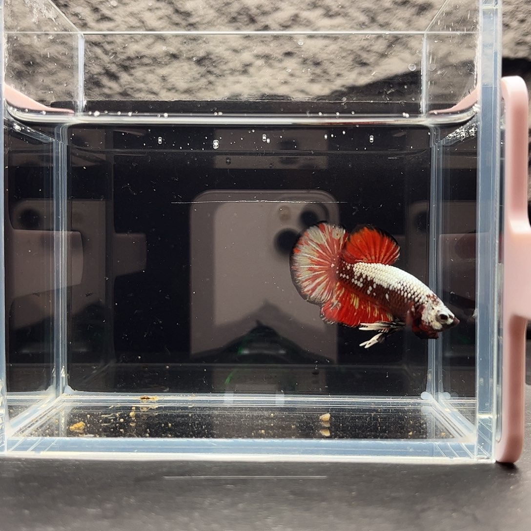 海水鱼宙斯斗鱼竞拍12-17