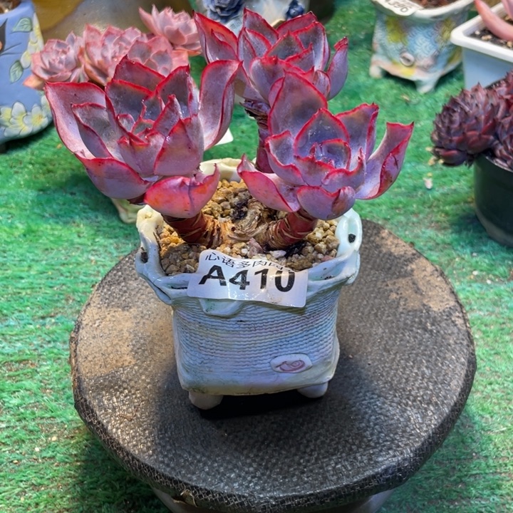 姜***炮肯尼迪多肉一物一拍