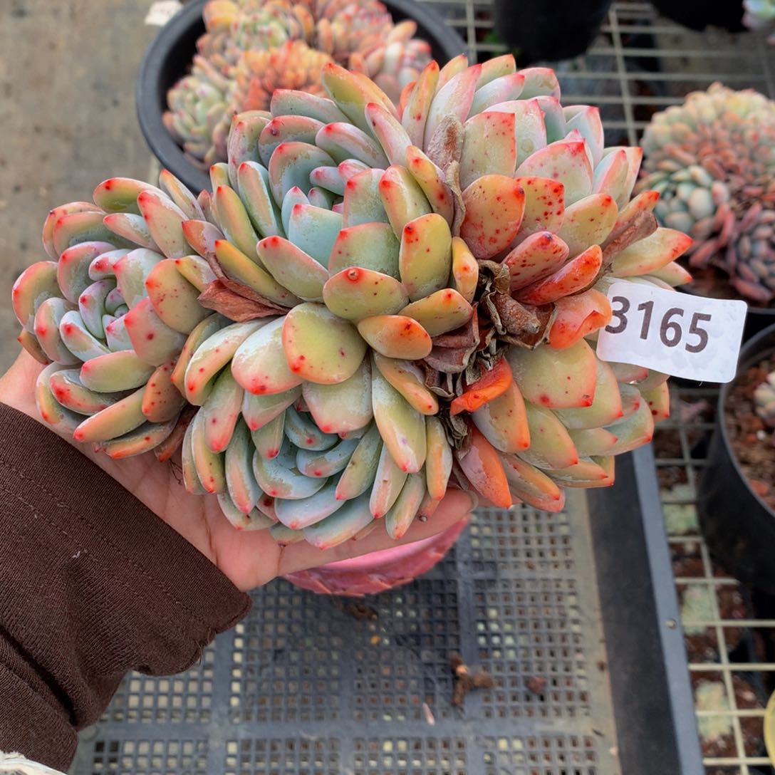 3165多头嗯嗯嗯哦？嗯