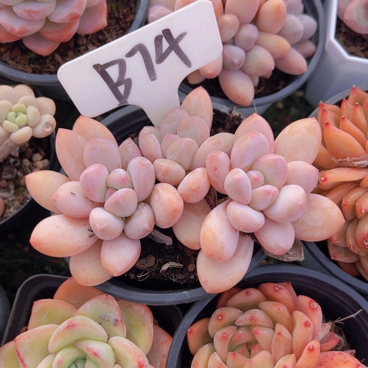 健健康康平平安安