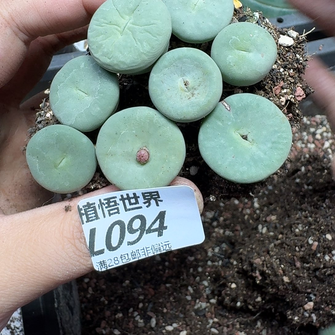 多肉植物的润泽rgbn