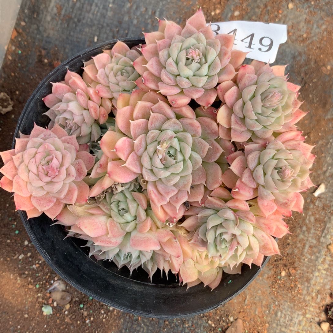 3449杂交精品基地12厘米