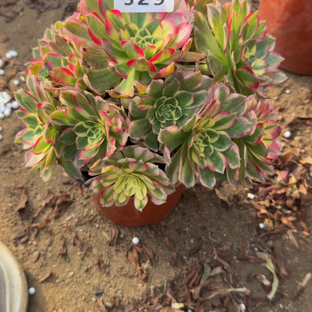 329海鲜。多肉植物