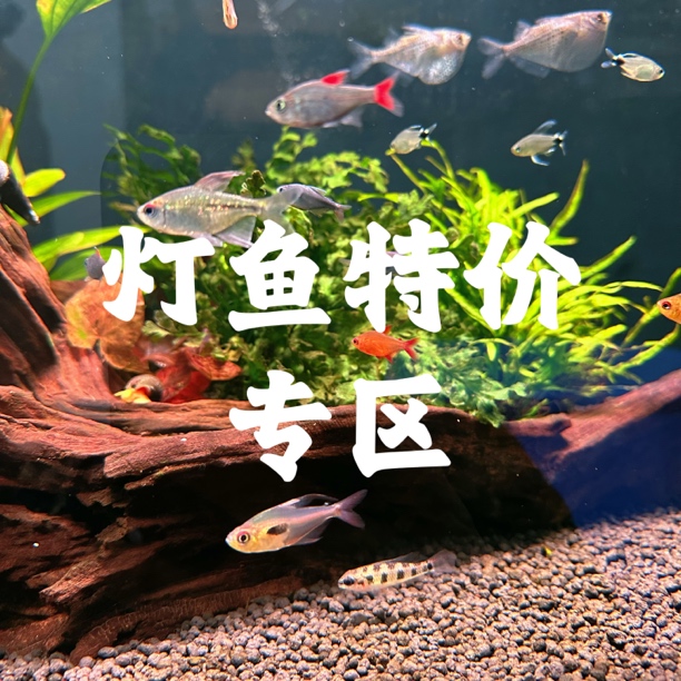甜心柠檬皇室青赤焰绿翡翠超级蓝国王蝴蝶凯蒂小型灯科鱼顺丰包邮