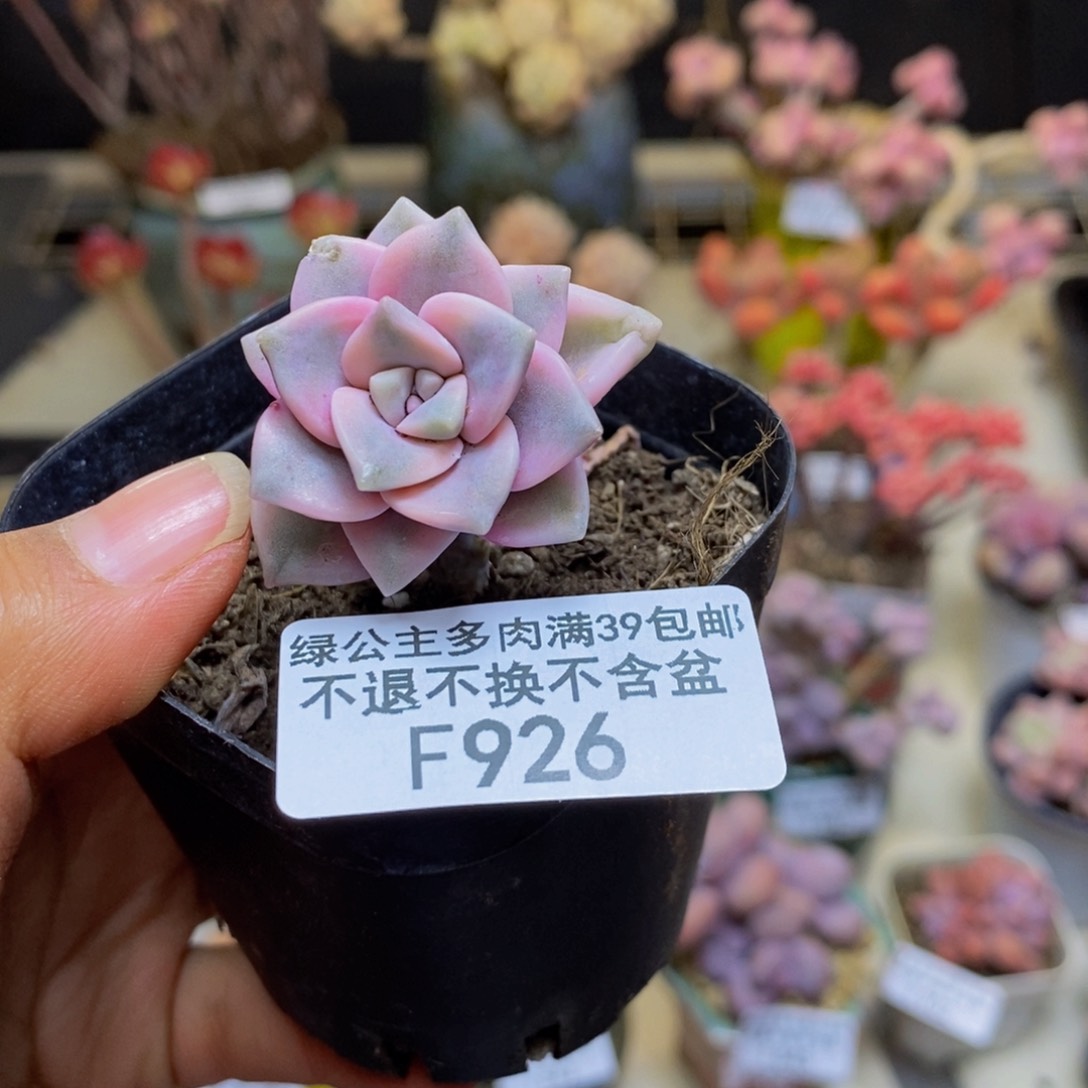 926彩虹锦多肉2c m