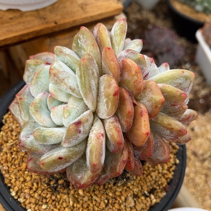 星影石化 双头 多肉植物