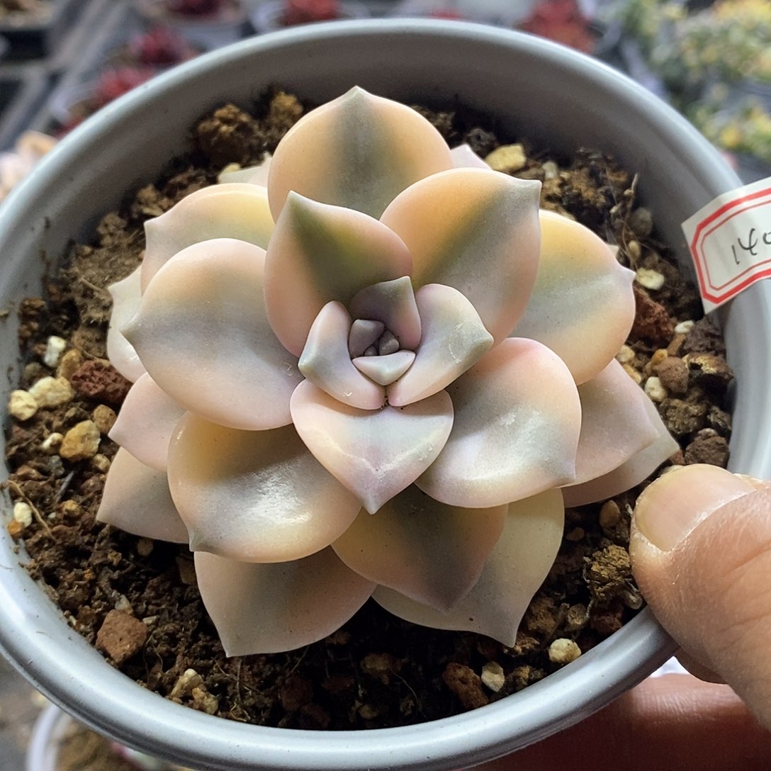 1405精美多肉粉紫乐福伦锦