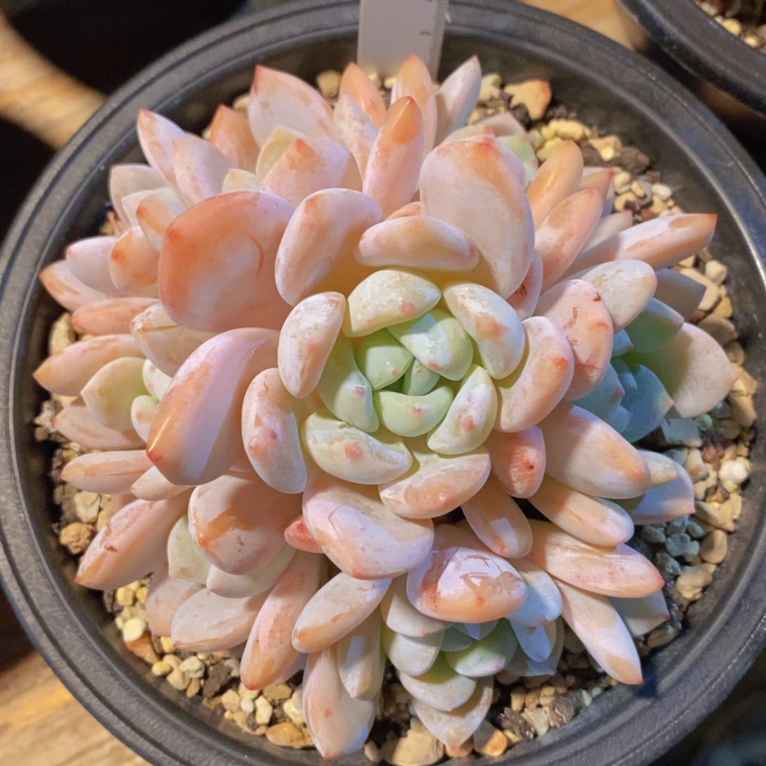 一物一拍多肉植物满38包邮多肉