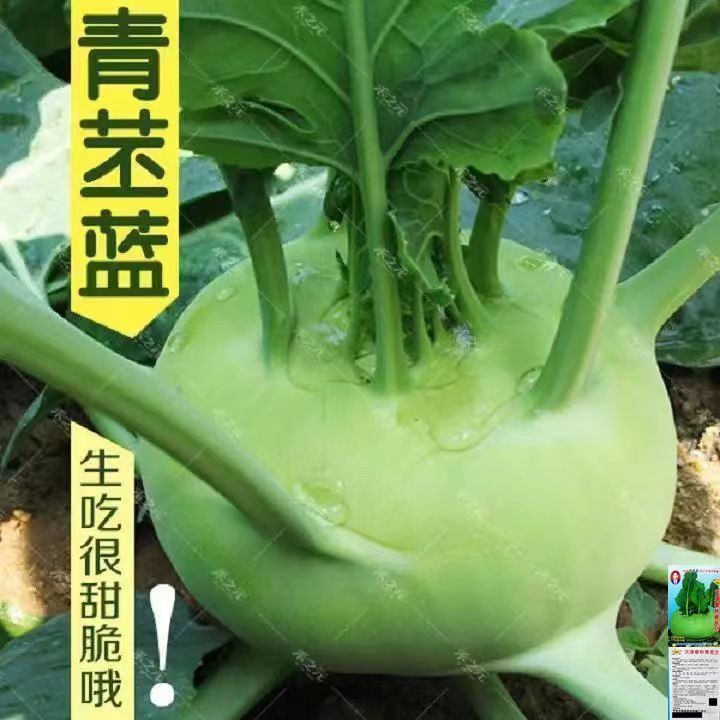 青苤兰天津苤蓝大头菜生吃脆甜水果芥兰四季秋冬耐寒甘蓝新鲜蔬菜