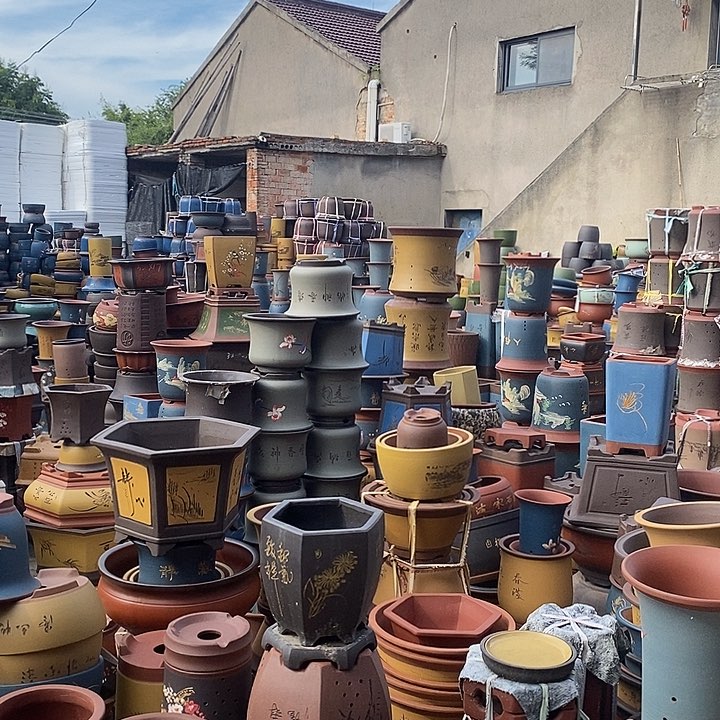 紫砂花盆紫砂花盆盆栽植物花卉苗木种植