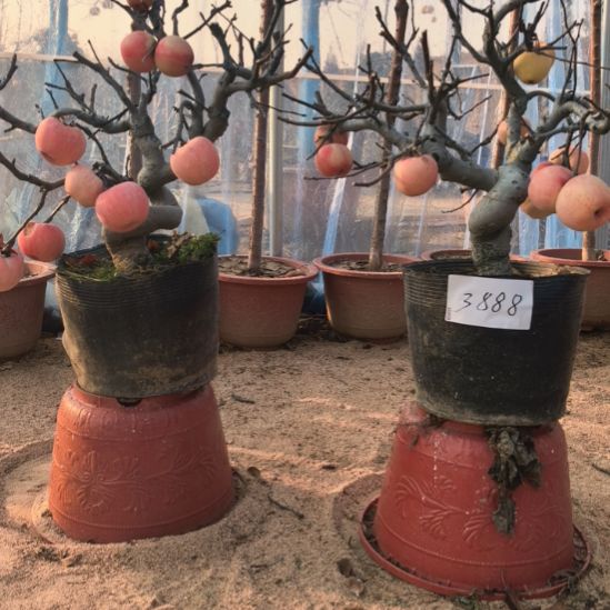 无花朵游龙苹果盆景