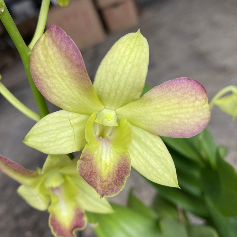 泰秋黄耳朵石斛兰盆栽室内外稀缺多年生石斛花阳台客厅好养秋石斛